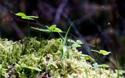 Musings, Beginnings, and all That