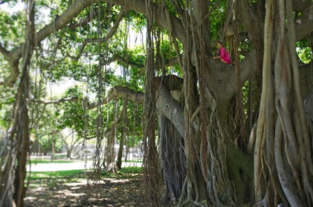 Dryad of the Banyan Tree