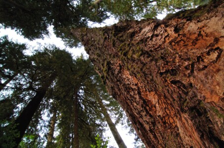 At the Feet of Giants