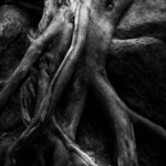 The Wood Kraken