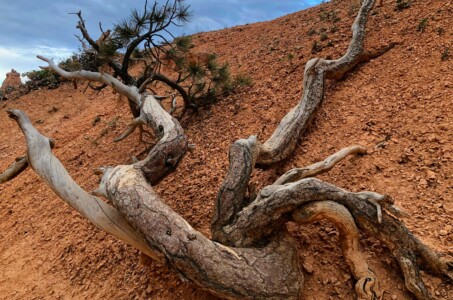 The Tenacity of Life
