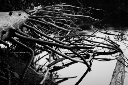 The Woodwalker