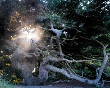 The Ancient One