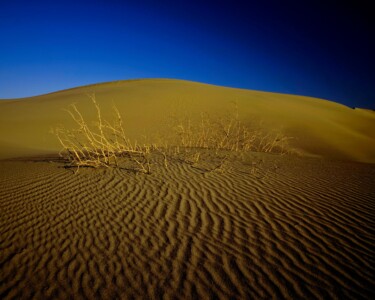 Desert Remains The skeletal branches of desert shrubs glint in the morning light of Mesquite Dunes in Death Valley National Park