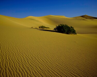 A Patch of Green Desert shrubs add green to an endless swath of golden sand in Death Valley National Park
